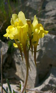 Linaria supina (Plantaginaceae)  - Linaire couchée - Prostrate Toadflax Herault [France] 22/04/2003 - 510m