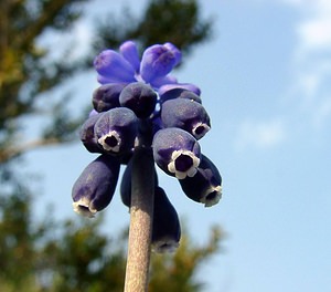 Muscari botryoides (Asparagaceae)  - Muscari fausse botryde, Muscari faux botrys, Muscari botryoïde, Muscari en grappe - Compact Grape-hyacinth Gard [France] 18/04/2003 - 630m