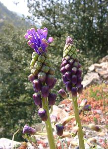 Muscari comosum (Asparagaceae)  - Muscari chevelu, Muscari à toupet, Muscari chevelu, Muscari à toupet - Tassel Hyacinth Gard [France] 16/04/2003 - 450m