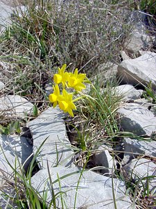 Narcissus assoanus (Amaryllidaceae)  - Narcisse d'Asso, Narcisse à feuilles de jonc, Narcisse de Requien Gard [France] 16/04/2003 - 640m