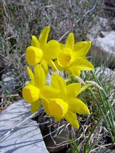 Narcissus assoanus Narcisse d'Asso, Narcisse à feuilles de jonc, Narcisse de Requien