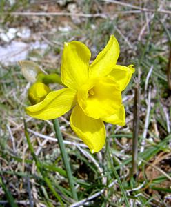 Narcissus assoanus (Amaryllidaceae)  - Narcisse d'Asso, Narcisse à feuilles de jonc, Narcisse de Requien Gard [France] 16/04/2003 - 630m