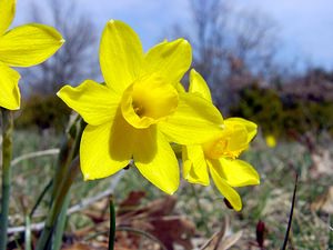 Narcissus assoanus (Amaryllidaceae)  - Narcisse d'Asso, Narcisse à feuilles de jonc, Narcisse de Requien Gard [France] 16/04/2003 - 630m