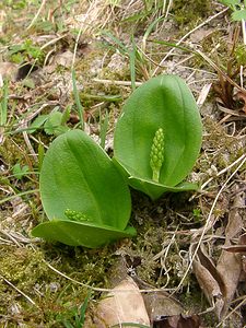 Neottia ovata (Orchidaceae)  - Néottie ovale, Grande Listère, Double-feuille, Listère à feuilles ovales, Listère ovale - Common Twayblade Pas-de-Calais [France] 05/04/2003 - 150m