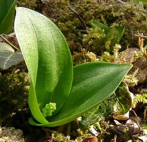 Neottia ovata (Orchidaceae)  - Néottie ovale, Grande Listère, Double-feuille, Listère à feuilles ovales, Listère ovale - Common Twayblade Pas-de-Calais [France] 05/04/2003 - 150m