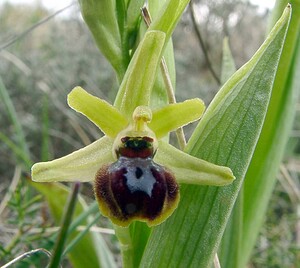 Ophrys araneola sensu auct. plur. (Orchidaceae)  - Ophrys litigieux Aveyron [France] 19/04/2003 - 790m