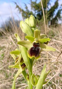 Ophrys araneola sensu auct. plur. (Orchidaceae)  - Ophrys litigieux Pas-de-Calais [France] 05/04/2003 - 160m