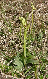 Ophrys araneola sensu auct. plur. (Orchidaceae)  - Ophrys litigieux Pas-de-Calais [France] 05/04/2003 - 160m