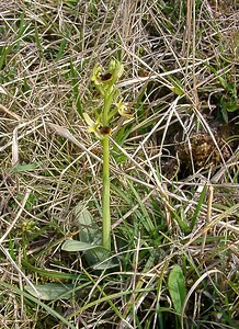 Ophrys araneola sensu auct. plur. (Orchidaceae)  - Ophrys litigieux Pas-de-Calais [France] 05/04/2003 - 160m