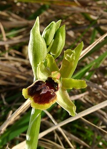 Ophrys araneola sensu auct. plur. (Orchidaceae)  - Ophrys litigieux Pas-de-Calais [France] 05/04/2003 - 160m