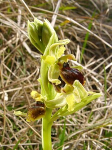 Ophrys araneola sensu auct. plur. (Orchidaceae)  - Ophrys litigieux Pas-de-Calais [France] 05/04/2003 - 160m