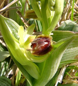 Ophrys araneola sensu auct. plur. (Orchidaceae)  - Ophrys litigieux Pas-de-Calais [France] 05/04/2003 - 90m