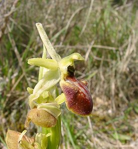 Ophrys aranifera (Orchidaceae)  - Ophrys araignée, Oiseau-coquet - Early Spider-orchid Herault [France] 16/04/2003 - 200m