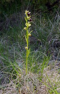 Ophrys aranifera (Orchidaceae)  - Ophrys araignée, Oiseau-coquet - Early Spider-orchid Herault [France] 16/04/2003 - 200m