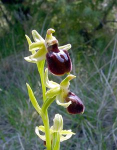 Ophrys aranifera (Orchidaceae)  - Ophrys araignée, Oiseau-coquet - Early Spider-orchid Herault [France] 16/04/2003 - 200m