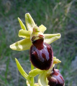 Ophrys aranifera (Orchidaceae)  - Ophrys araignée, Oiseau-coquet - Early Spider-orchid Herault [France] 16/04/2003 - 200m