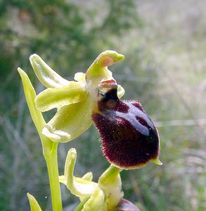Ophrys aranifera (Orchidaceae)  - Ophrys araignée, Oiseau-coquet - Early Spider-orchid Herault [France] 16/04/2003 - 200m