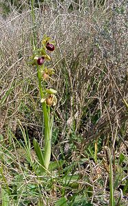 Ophrys aranifera (Orchidaceae)  - Ophrys araignée, Oiseau-coquet - Early Spider-orchid Herault [France] 16/04/2003 - 200m