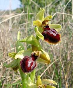 Ophrys aranifera (Orchidaceae)  - Ophrys araignée, Oiseau-coquet - Early Spider-orchid Herault [France] 16/04/2003 - 200m