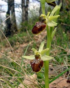 Ophrys aranifera (Orchidaceae)  - Ophrys araignée, Oiseau-coquet - Early Spider-orchid Lozere [France] 24/04/2003 - 460m