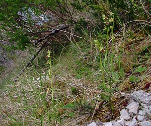 Ophrys aranifera (Orchidaceae)  - Ophrys araignée, Oiseau-coquet - Early Spider-orchid Lozere [France] 24/04/2003 - 460m