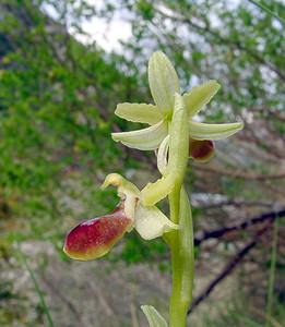 Ophrys aranifera (Orchidaceae)  - Ophrys araignée, Oiseau-coquet - Early Spider-orchid Lozere [France] 24/04/2003 - 460m