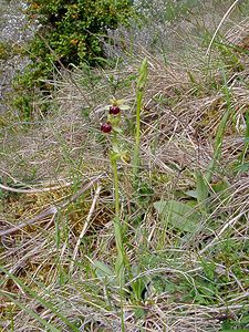 Ophrys aranifera (Orchidaceae)  - Ophrys araignée, Oiseau-coquet - Early Spider-orchid Lozere [France] 24/04/2003 - 460m