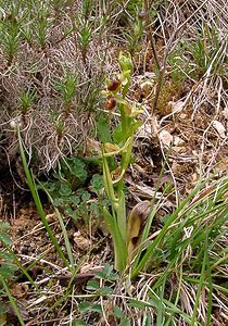 Ophrys aranifera (Orchidaceae)  - Ophrys araignée, Oiseau-coquet - Early Spider-orchid Lozere [France] 14/04/2003 - 460m