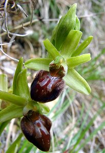 Ophrys aranifera (Orchidaceae)  - Ophrys araignée, Oiseau-coquet - Early Spider-orchid Lozere [France] 14/04/2003 - 460m