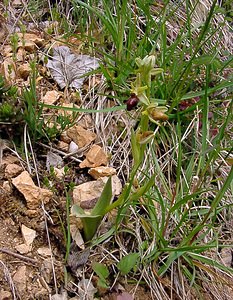 Ophrys aranifera (Orchidaceae)  - Ophrys araignée, Oiseau-coquet - Early Spider-orchid Lozere [France] 14/04/2003 - 460m