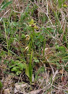 Ophrys aranifera (Orchidaceae)  - Ophrys araignée, Oiseau-coquet - Early Spider-orchid Lozere [France] 14/04/2003 - 460m