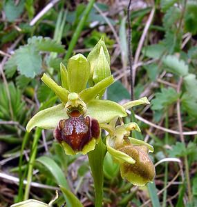 Ophrys aranifera (Orchidaceae)  - Ophrys araignée, Oiseau-coquet - Early Spider-orchid Lozere [France] 14/04/2003 - 460m