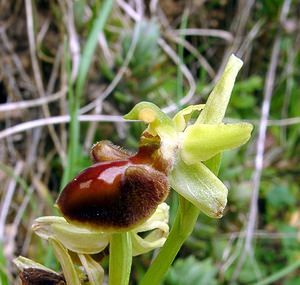 Ophrys aranifera (Orchidaceae)  - Ophrys araignée, Oiseau-coquet - Early Spider-orchid Lozere [France] 14/04/2003 - 460m