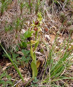 Ophrys aranifera (Orchidaceae)  - Ophrys araignée, Oiseau-coquet - Early Spider-orchid Lozere [France] 14/04/2003 - 460m