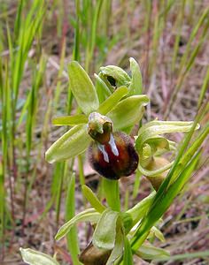 Ophrys aranifera (Orchidaceae)  - Ophrys araignée, Oiseau-coquet - Early Spider-orchid Lozere [France] 15/04/2003 - 460m