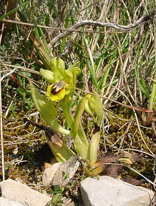 Ophrys lutea (Orchidaceae)  - Ophrys jaune Herault [France] 16/04/2003 - 200m