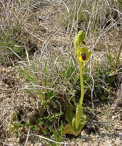 Ophrys lutea (Orchidaceae)  - Ophrys jaune Herault [France] 16/04/2003 - 200m