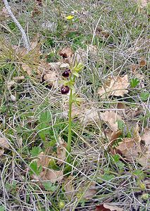 Ophrys passionis (Orchidaceae)  - Ophrys de la Passion Herault [France] 17/04/2003 - 630m