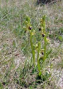 Ophrys passionis (Orchidaceae)  - Ophrys de la Passion Gard [France] 22/04/2003 - 720m