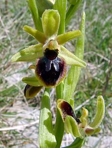 Ophrys passionis (Orchidaceae)  - Ophrys de la Passion Gard [France] 22/04/2003 - 720m