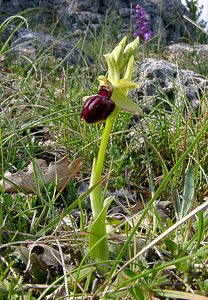 Ophrys passionis (Orchidaceae)  - Ophrys de la Passion Herault [France] 22/04/2003 - 740m