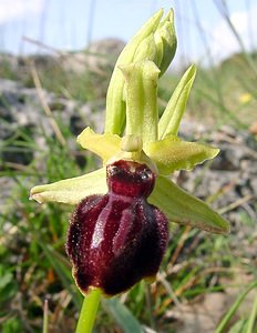 Ophrys passionis (Orchidaceae)  - Ophrys de la Passion Herault [France] 22/04/2003 - 740m