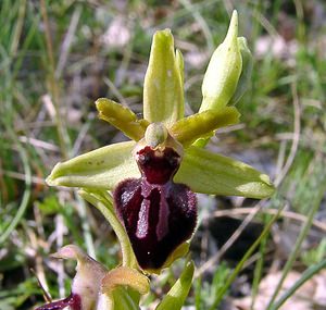 Ophrys passionis (Orchidaceae)  - Ophrys de la Passion Herault [France] 22/04/2003 - 740m