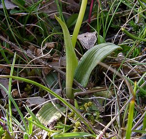 Ophrys passionis (Orchidaceae)  - Ophrys de la Passion Herault [France] 22/04/2003 - 740m