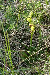 Ophrys virescens (Orchidaceae)  - Ophrys verdissant Gard [France] 16/04/2003 - 290m