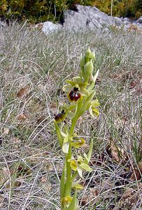 Ophrys virescens (Orchidaceae)  - Ophrys verdissant Herault [France] 17/04/2003 - 630m