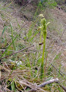 Ophrys x fabrei (Orchidaceae)  - Ophrys de FabreOphrys aymoninii x Ophrys virescens. Lozere [France] 24/04/2003 - 460m