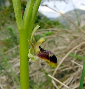 Ophrys x fabrei (Orchidaceae)  - Ophrys de FabreOphrys aymoninii x Ophrys virescens. Lozere [France] 24/04/2003 - 460m