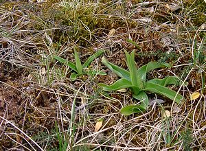 Orchis anthropophora (Orchidaceae)  - Acéras homme-pendu - Man Orchid Aveyron [France] 19/04/2003 - 790m