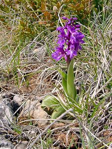 Orchis mascula (Orchidaceae)  - Orchis mâle - Early-purple Orchid Herault [France] 17/04/2003 - 630m